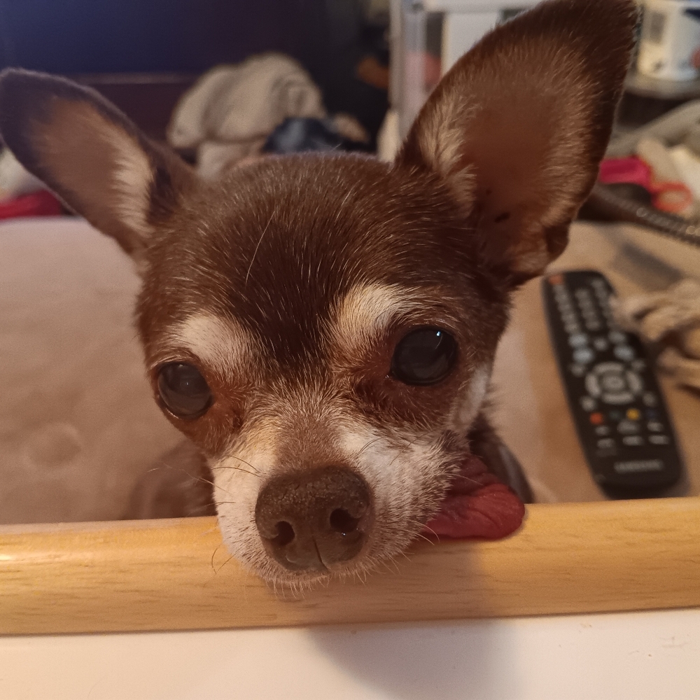 Meet your Posher, Jazzy